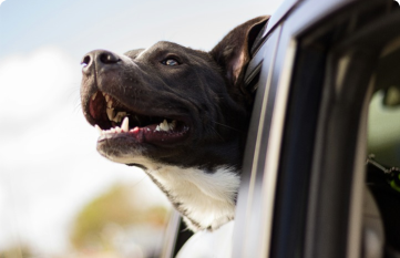 Top Pet Friendly Road Trip Destinations